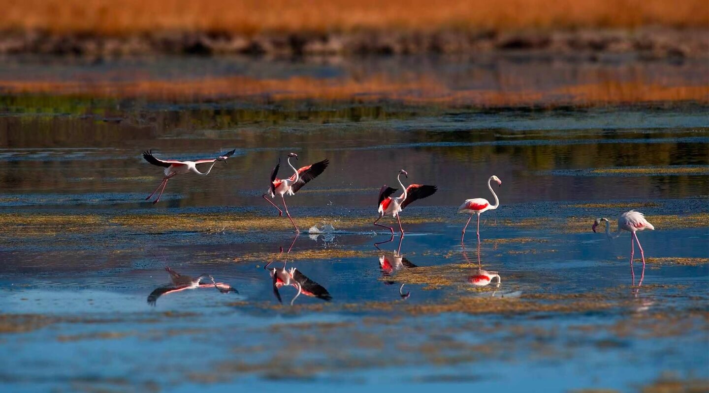 Fenicotteri in laguna, Chia, Sardegna